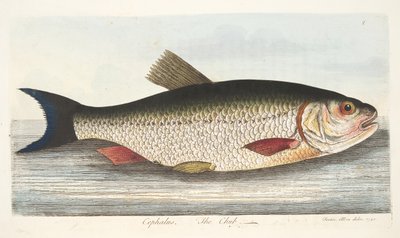 魚と魚のいる池の小説、パブからのチャブ。 1832（手描きの彫刻） 作： Eleazar Albin