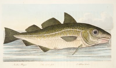 タラの魚、魚と魚の池に関するお土産、パブ。 1832（手描きの彫刻） 作： Eleazar Albin