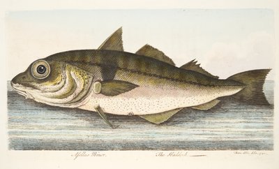 魚と魚のいる池の小説、パブからのハドック。 1832（手描きの彫刻） 作： Eleazar Albin