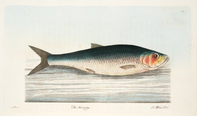 ニシン、魚と魚の池に関するお土産、パブ。 1832（手描きの彫刻） 作： Eleazar Albin