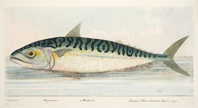 魚と魚のいる池の小説、パブからのサバ。 1832（手描きの彫刻） 作： Eleazar Albin