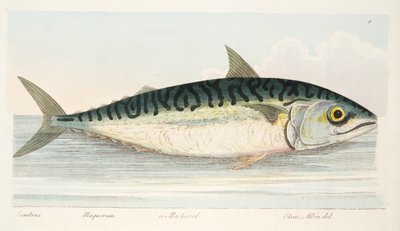 魚と魚のいる池の小説、パブからのサバ。 1832（手描きの彫刻） 作： Eleazar Albin