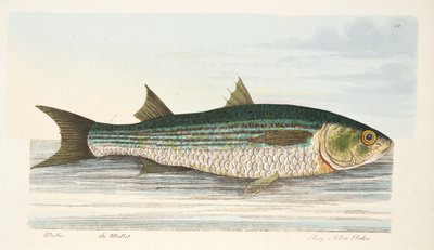 魚と魚のいる池の扱いに関するパブのボラ。 1832（手描きの彫刻） 作： Eleazar Albin