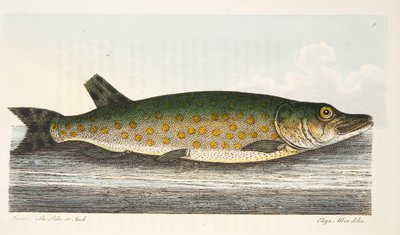 パイク、魚と魚の池に関するおもてなし、パブ。 1832（手描きの彫刻） 作： Eleazar Albin