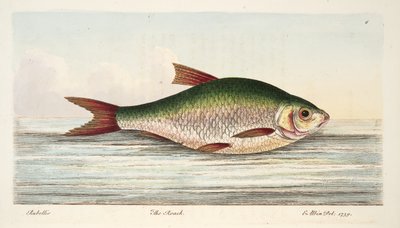 魚と魚のいる池の扱いに関するパブのローチ。 1832（手描きの彫刻） 作： Eleazar Albin