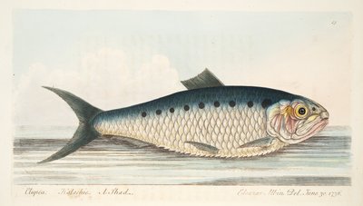 シャッド、魚と魚の池に関するお土産、パブ。 1832（手描きの彫刻） 作： Eleazar Albin