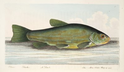 The Tench、魚と魚の池に関するお土産、パブ。 1832（手描きの彫刻） 作： Eleazar Albin