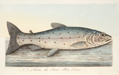 トラウト、魚と魚の池に関するお土産、パブ。 1832（手描きの彫刻） 作： Eleazar Albin