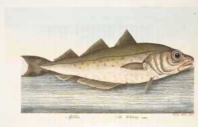 ホワイティング、魚と魚の池に関するおもてなし、パブ。 1832（手描きの彫刻） 作： Eleazar Albin