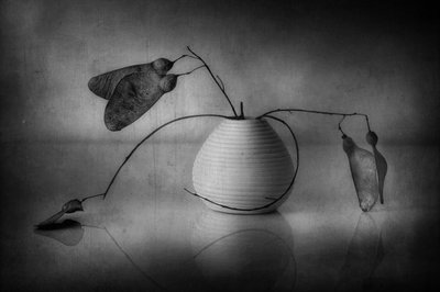 ミニマルな植物の静物画 作： Elena Arjona