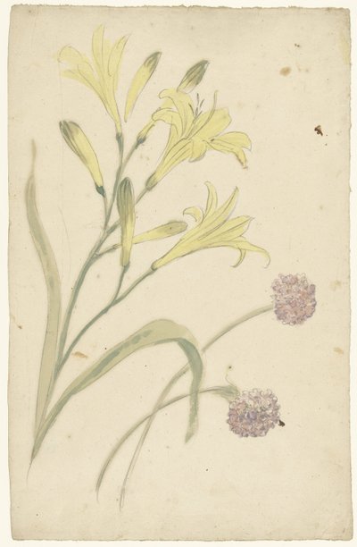 黄色いユリと咲くタマネギの花の研究 作： Elias van Nijmegen