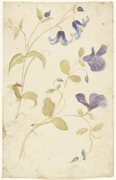 紫と青の花の研究 作： Elias van Nijmegen