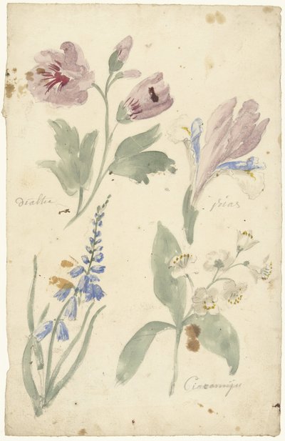 アイリスを含む花の研究 作： Elias van Nijmegen