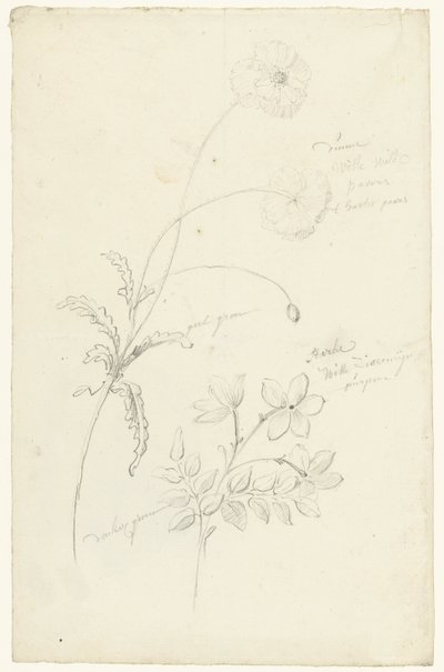 ケシとジャスミンの研究 作： Elias van Nijmegen