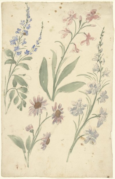 ピンクとブルーの花の 4 つの研究 作： Elias van Nijmegen