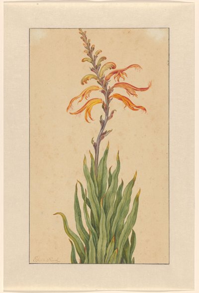 クロコスミア (モントブレチア) 作： Elias van den Broeck (signed by artist)