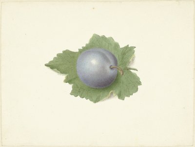 葉の上の梅 作： Elisabeth Geertruida van de Kasteele