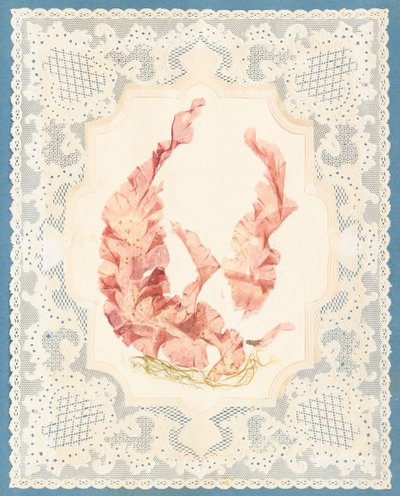 海藻 作： Eliza A. Jordson