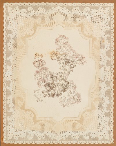 海藻 作： Eliza A. Jordson