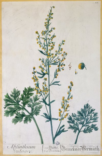 アブサン、アーティストによる「Herbarium Blackwellianum」のプレート、1757年（カラー彫刻） 作： Elizabeth Blackwell