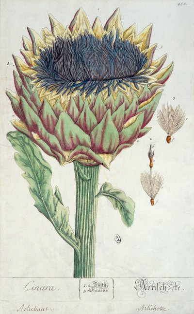 アーティチョーク、「Herbarium Blackwellianum」、1757年（紙にペンとインクとトイレ） 作： Elizabeth Blackwell