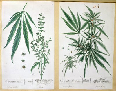 大麻masと大麻foemina、 &39;Herbarium Blackwellianum&39;、1757年（ペンとインク、紙にトイレ） 作： Elizabeth Blackwell