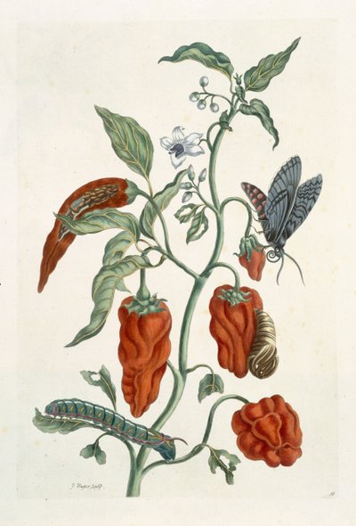 コンフリー、「好奇心の強い薬草」から、1782（色の彫刻） 作： Elizabeth Blackwell