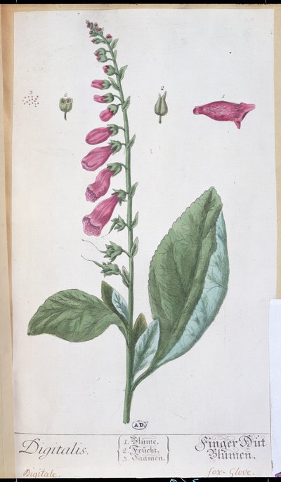 Digitalis purpurea、「Herbarium Blackwellianum」、1757年（ペンとインク、紙にトイレ） 作： Elizabeth Blackwell