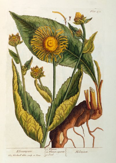 Elecampane、 &39;A Curious Herbal&39;のプレート473、1782年発行（カラー彫刻） 作： Elizabeth Blackwell