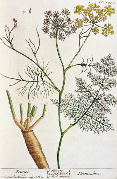フェンネル、 &39;A Curious Herbal&39;のプレート288、1782年発行（カラー彫刻） 作： Elizabeth Blackwell