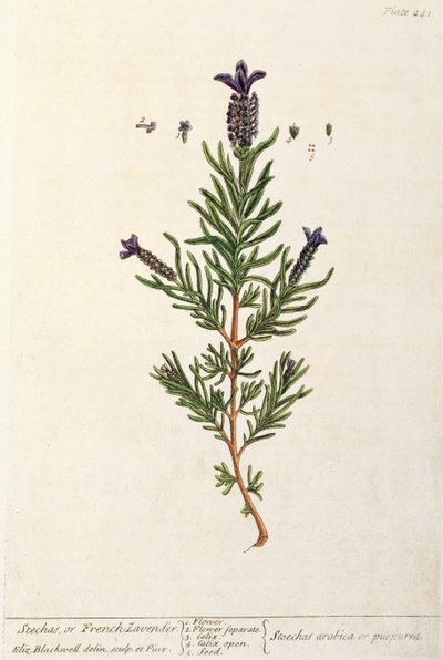 フレンチラベンダー、 &39;A Curious Herbal&39;のプレート241、1782年発行（カラー彫刻） 作： Elizabeth Blackwell