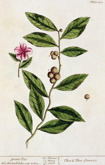 緑茶、 &39;A Curious Herbal&39;のプレート351、1782年発行（カラー彫刻） 作： Elizabeth Blackwell