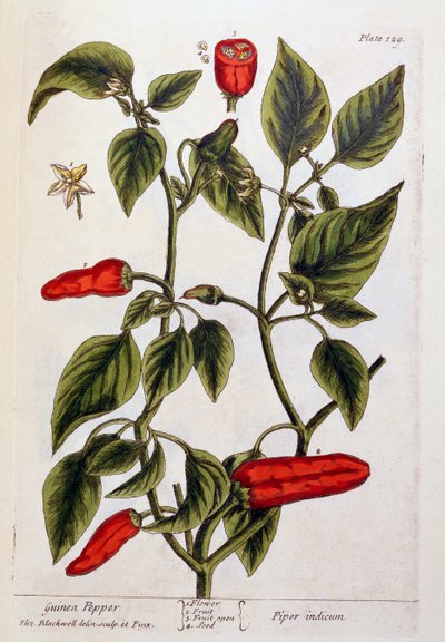 ギニアペッパー、 &39;A Curious Herbal&39;のプレート129、1782年発行（カラー彫刻） 作： Elizabeth Blackwell
