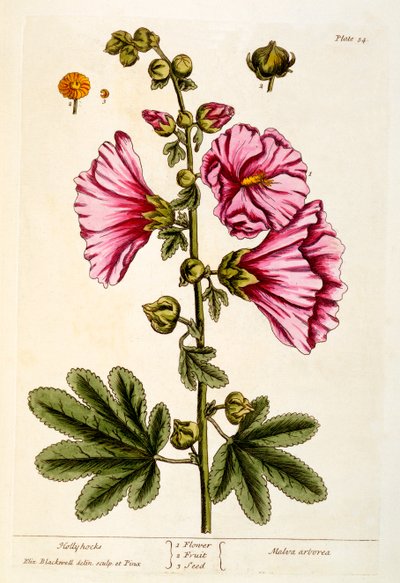 Hollyhocks、 &39;A Curious Herbal&39;のプレート54、1782年発行（カラー彫刻） 作： Elizabeth Blackwell