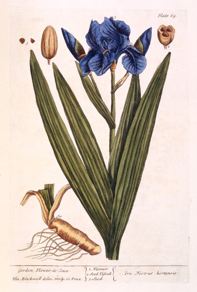 アイリス、 &39;A Curious Herbal&39;のプレート69、1782年発行（カラー彫刻） 作： Elizabeth Blackwell