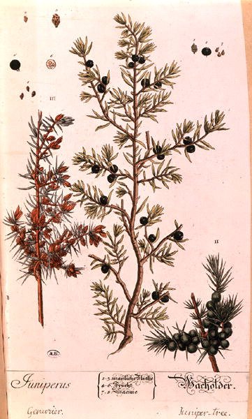 1757年に出版されたドイツ版「A Curious Herbal」に掲載されたジュニパー（Juniperus）のプレート（彩色済み彫刻） 作： Elizabeth Blackwell