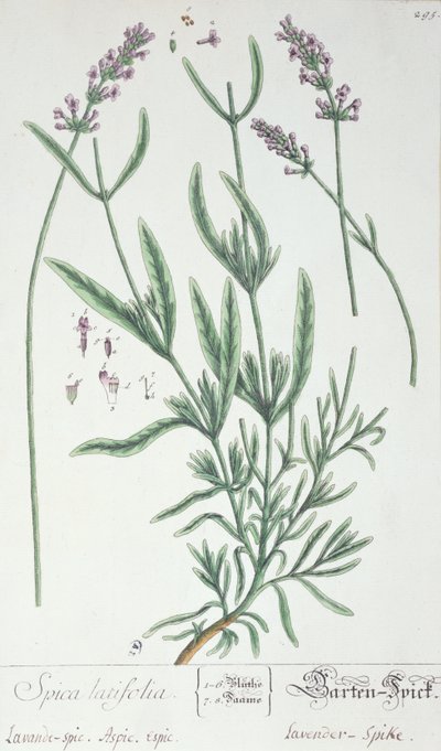 ラベンダースパイク、アーティストによる「Herbarium Blackwellianum」のプレート、1757年（ペンとインク、紙にトイレ） 作： Elizabeth Blackwell