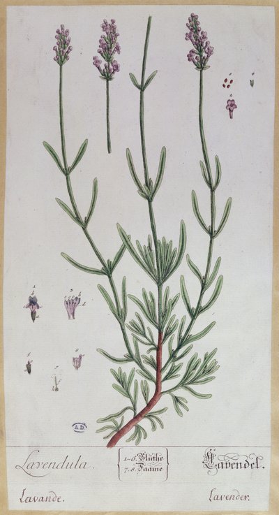 ラベンダー、アーティストによる &39;Herbarium Blackwellianum&39;のプレート、1757年（ペンとインク、紙のトイレ） 作： Elizabeth Blackwell
