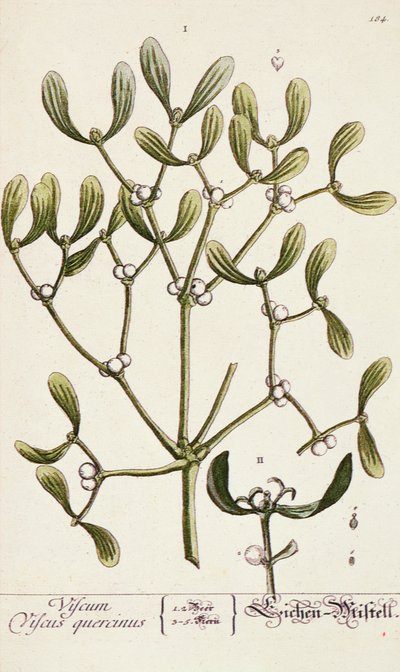 「好奇心の強いハーブ」からのヤドリギ、1782 作： Elizabeth Blackwell
