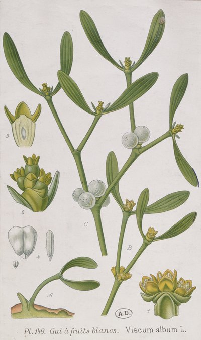 1757年にニュルンブルクで公開された「好奇心の強い薬草」からのヤドリギ 作： Elizabeth Blackwell