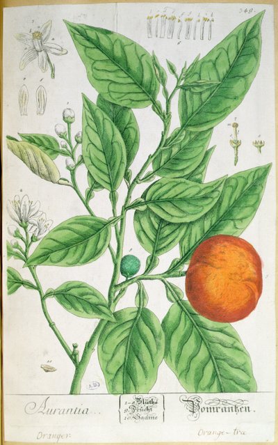 1757年にニュルンベルクで出版された「A Curious Herbal」から、実をつけたオレンジの枝（彩色された彫刻）。 作： Elizabeth Blackwell