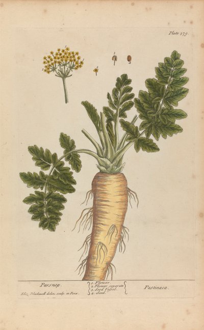 パスティナカ (パースニップ)、「A Curious Herbal」のプレート 379、第 II 巻、ロンドン、1737 年 作： Elizabeth Blackwell