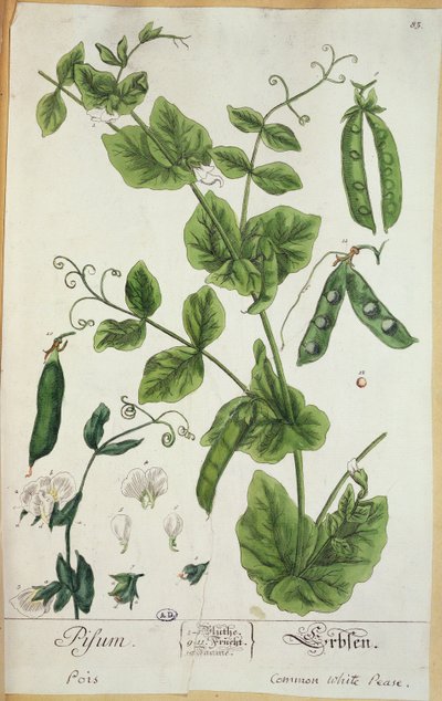 エンドウ豆、アーティストによる「Herbarium Blackwellianum」からのプレート、1757年（ペンとインク、紙にトイレ） 作： Elizabeth Blackwell
