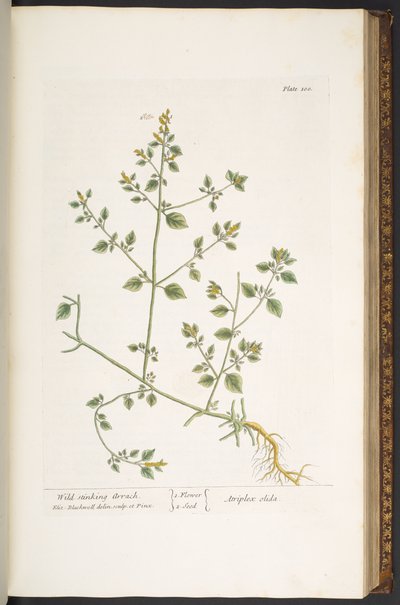 プレート 100、「A Curious Herbal」より 作： Elizabeth Blackwell