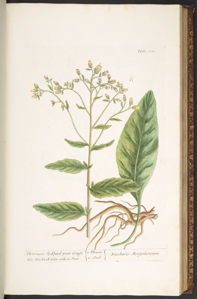 プレート 102、「A Curious Herbal」より 作： Elizabeth Blackwell