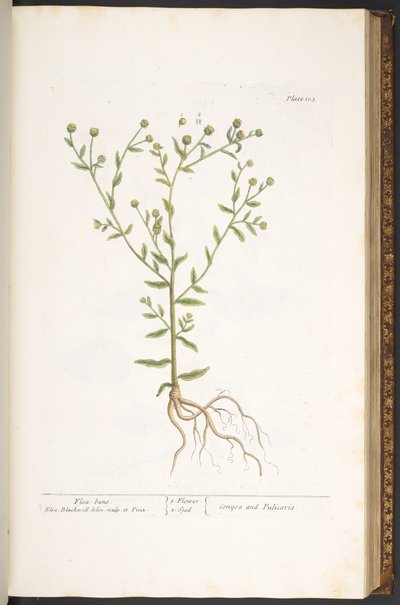 プレート 103、「A Curious Herbal」より 作： Elizabeth Blackwell