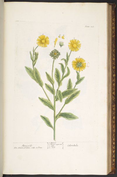 プレート 106、「A Curious Herbal」の Mary Golds 作： Elizabeth Blackwell