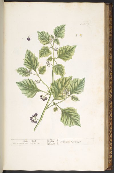 プレート 107、ナイト シェード、「A Curious Herbal」より 作： Elizabeth Blackwell