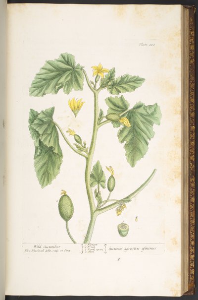 プレート 108、「A Curious Herbal」より 作： Elizabeth Blackwell