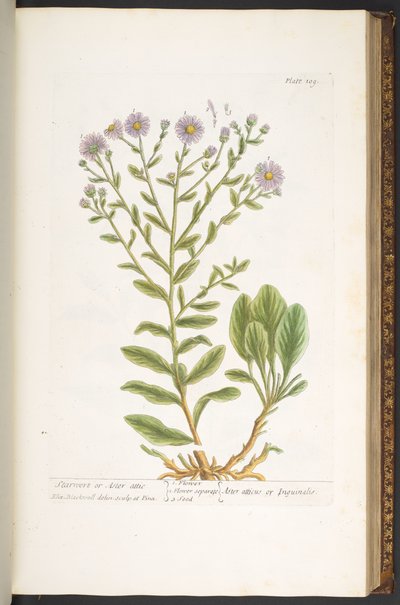 プレート 109、「A Curious Herbal」より 作： Elizabeth Blackwell